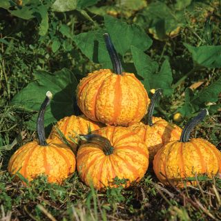 Warty Gnome Pumpkin Thumbnail